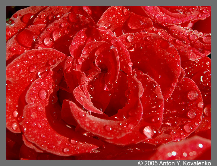 rose_drops_002_web