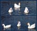 geese_2