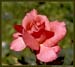 rose_2_small